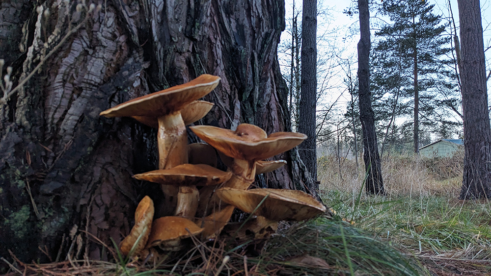 Mushrooms growing at the base of a cedar tree.