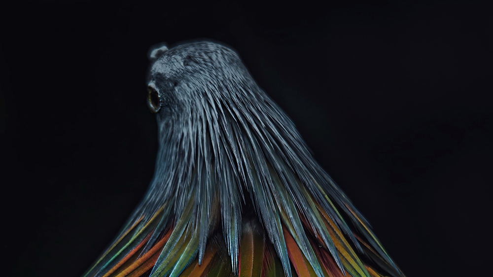 Interview with a Nicobar Pigeon